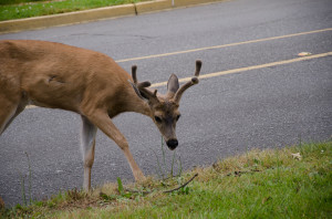 Deer Crossing the Street