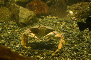 Mr. Crab at Undersea Gardens