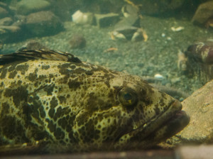 Mr. Ugly Fish at Undersea Gardens