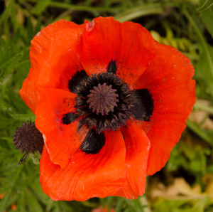 Orange Flower