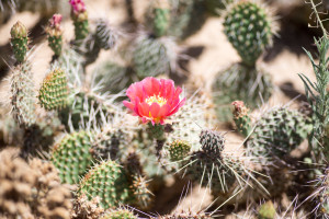 Blooming Cactus on the Bosque