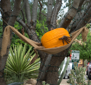 Enchanted Pumpkin Garden - Carefree Arizona