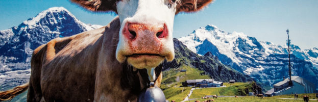 Swiss Cow