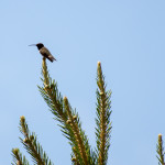 Hummingbird-8698